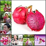 中国のホット販売！2000個/ロットとても美味しい希少な赤ピタヤの種子、家庭菜園用の砂糖フルーツドラゴンフルーツの種子