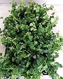 【特選観葉苗セット販売】プミラ　青葉　２４ポットセット （３号） 【まとめ売り】