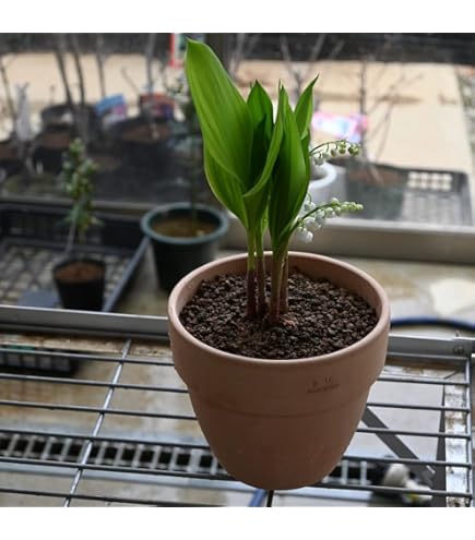 Amazon.co.jp: ワラビ 素掘り苗 山菜苗/シダ植物/蕨▽紫桜館山の花屋