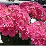 ビビアンピンク3輪仕立て　さかもと園芸　母の日　あじさい　アジサイ　紫陽花　花鉢植え　花　ギフト　プレゼント　贈答品