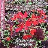 もみじ葉ゼラニューム　ピンキースター(オレンジ花） 3.5号苗 【季節の花苗】