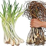 国華園　ラッキョウ種球　人気のラッキョウセット　2種750g【※発送が国華園からの場合のみ正規品です】