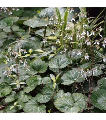 Amazon.co.jp: 着生植物のアレンジにも最高！八房姫ユキノシタ見計らい