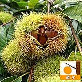 栗（クリ）：石鎚（いしづち）4号ポット[晩生の中大果豊産種][苗木] ノーブランド品