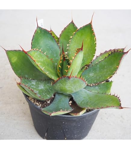 Amazon｜アガベ フェロックス グリーンゴブレット｜観葉植物