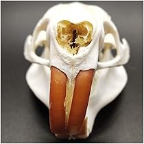 Amazon.co.jp: ビーバーの頭蓋骨の標本-本物の動物の頭蓋骨-1：1