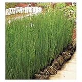 オンリーワン　植栽・個性派植物　トクサ（大株）　3個セット　　WP6-TTSO