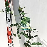 香酸柑橘 苗木 こぶみかん 15cmポット苗 香酸柑橘 苗