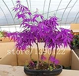 40 pcs Purple Maple Seeds Rare in The World Canada is a Beautiful Purple Maple Bonsai Plants Trees