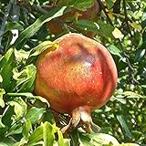 ザクロ：種なしザクロ4号ポット[タネまで丸ごと食べられる石榴][苗木] ノーブランド品