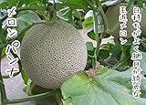 【てしまの苗】接木メロン/パンナ 9cmポット