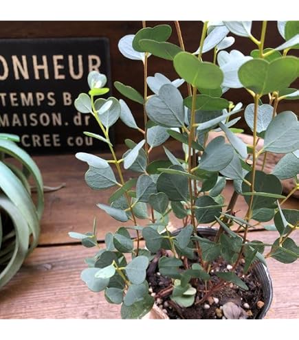 Amazon｜タイサンボク ケイパレス 常緑樹 約60cm｜観葉植物 オンライン通販