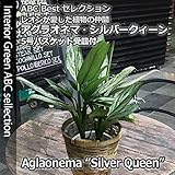 【送料無料】限定入荷！アグラオネマ・シルバークィーン・5号鉢バスケット【観葉植物】