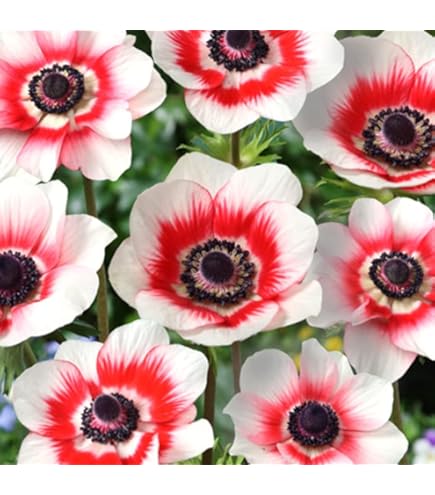 新品　カナダ産　アネモネ イチリンソウ　5株位　秋まで次々咲きます 新品 カナダ産 アネモネ イチリンソウ 5株位 秋まで次々咲きます