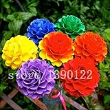 100 pcs rare real Rainbow Chrysanthemum Flower Seeds, rare color ,new arrival DIY Home Garden