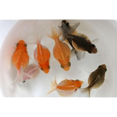 Amazon.co.jp 最新リリース: 生体（観賞魚・水中生物） の新着
