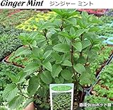 ジンジャー ミント 苗 ハーブ Ginger Mint 9cmポット