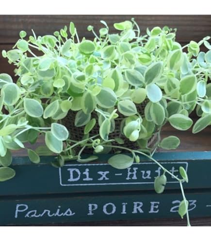 在庫1点のみ ペペロミア 美依子 斑入り 抜き苗 在庫1点のみ ペペロミア