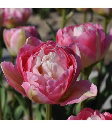 Amazon | チューリップ 八重咲き ピンク フォックストロット 球根 10球