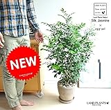 LAND PLANTS シルクジャスミン 茶色エッグポット