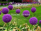 200PC Exotic onion seeds,Delicious ingredients necessary kitchen supplies, Vegetable seeds, fruit se