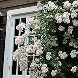 バラ苗 南部ざくら（なんぶざくら） 国産大苗 禅ローズオリジナル角鉢7号 一季咲き小輪 つるバラ(CL) ピンク系(禅ローズ)