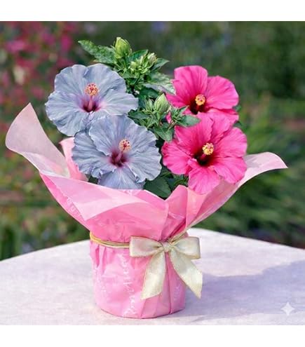 Amazon｜[World Fantasy Garden] 父の日 ギフト 花 鉢植え