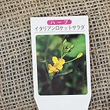 ハーブ 苗 【イタリアンロケットサラダ】 3号ポット×5株セット ハーブ苗 セット