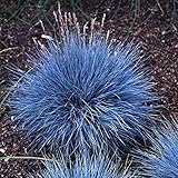 100PCSブルーフェスク草の種子多年生ハーディ装飾用の草のホームガーデン