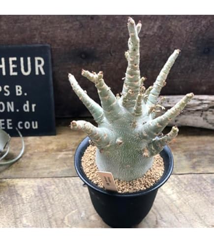 Amazon｜【現品限り】アデニウム・アラビカム ブラックスキン【I64