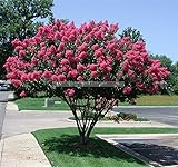 100本/袋サルスベリの種、レア盆栽の木の種子屋内花を、4COLOR選択肢（紫、赤、ピンク、白）サルスベリ