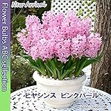 【淡いピンク】ヒヤシンス・ピンクパール・２球【秋植え球根】【甘い香り】
