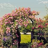 輸入壁紙/Rose Garden/サイズ：368×254cm/8-936/Z3K