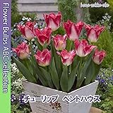 ★ チューリップ ペントハウス ５球【オランダからの花便り】【秋植え球根】