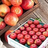 山形県産 ご家庭用 りんご 紅玉 5kg (準秀品/18玉～28玉入り/常温品) 旬 リンゴ 林檎 こうぎょく 山形 産地直送 果物 フルーツ お取り寄せ