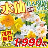 国華園　スイセン 球根 水仙ハッピーミックス 20球(無選別）【※発送が国華園からの場合のみ正規品です】