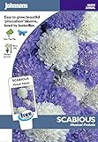 英国ミスターフォザーギルズシード＆ジョンソンシードScabious Musical Prelude スカビオーサ・ミュージカル・プレリュード