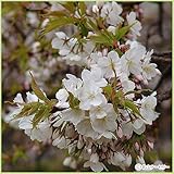 桜（サクラ）苗木　吉野枝垂れ