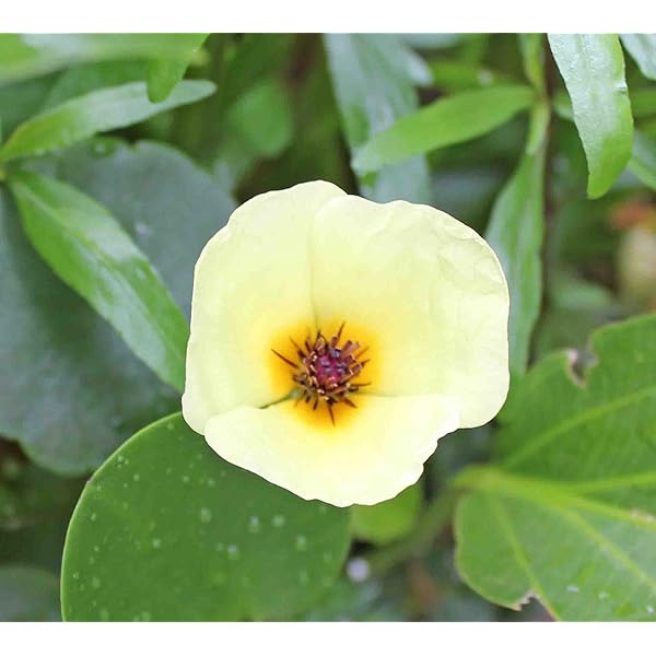 Amazon ウォーターポピー ３株 花が咲く水草 無農薬 イイ水草市場 生体水草 通販