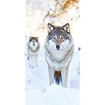 オオカミ iPhoneSE/5s/5c/5 壁紙 視差効果 Wolves 2018 (Mini)  オオカミ iPhoneSE/5s/5c/5 壁紙 視差効果 Wolves 2018 (Mini)