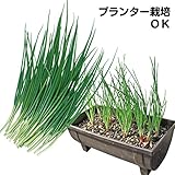 国華園　ワケギ種球　二十日ワケギ　1kg【※発送が国華園からの場合のみ正規品です】