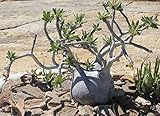 【多肉植物／種子】Pachypodium Gracilius★パキポディウム・グラキリウス(グラキリス)★大人気種“象牙宮”◆5粒♪ [並行輸入品]