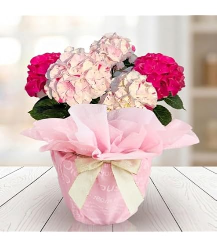Amazon｜あじさい 鉢植え フラワー アジサイ 紫陽花 5号鉢 (万華鏡