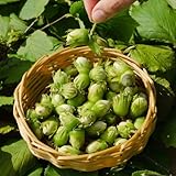 【ノーブランド品】アメリカンヘーゼルナッツ（西洋ハシバミ）：フィルバート4号ポット[強健で育てやすい品種 苗木]