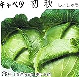 キャベツ 苗 初秋 しょしゅう 5ポットセット