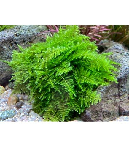 Amazon.co.jp: （水草）☆育成済☆ ライフマルチ（茶）ジャイアント