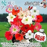 国華園 早咲ポットアマリリス福袋 3箱【※発送が国華園からの場合のみ正規品です】