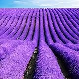 100 seeds/bag lavender seeds,seeds lavender,beautiful flower seeds,Very fragrant,lavender plant for 