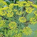France dill seed / Fennel / vanilla seeds / French essential spices can stomach chills --100seed