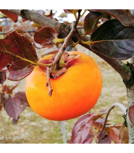 Amazon | 渋柿の苗木 愛宕柿（あたごがき）の苗木 13.5cmポット苗 接木